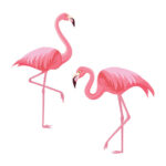 Flamingo Coloring Page