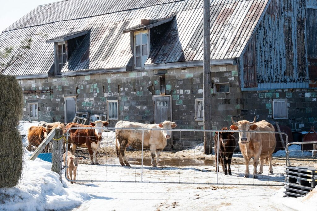 Winter scene of cattle in front of a rustic barn in rural Québec, Canada.